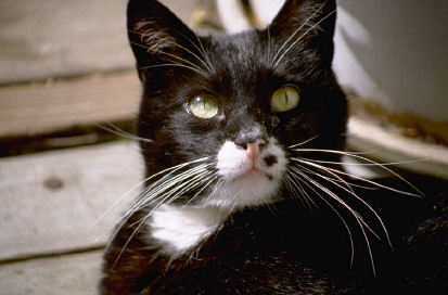 Bringen schwarze Katzen Unglück?